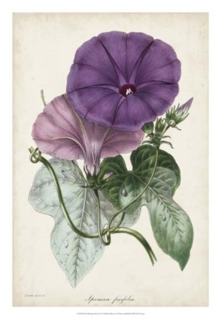 Plum Morning Glory by Joseph Paxton art print