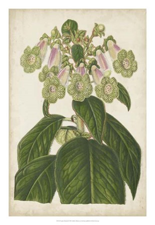 Foxglove Botanical by Stroobant art print