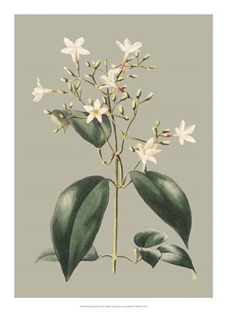 Botanical Cabinet I by E. Cooke art print