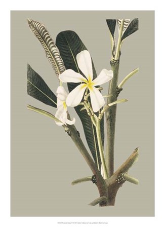 Botanical Cabinet IV by E. Cooke art print
