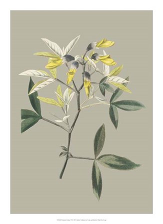 Botanical Cabinet VI by E. Cooke art print