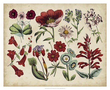 Antique Botanical Chart I art print