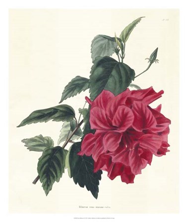 Rose Hibiscus I art print