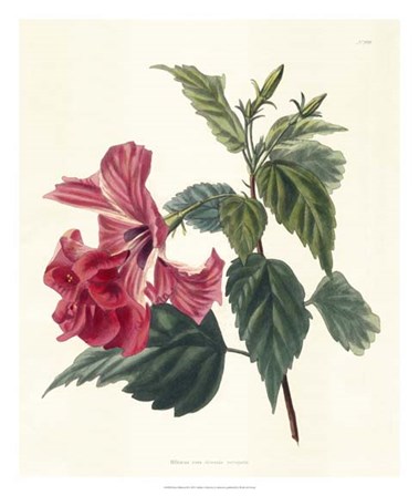 Rose Hibiscus II art print