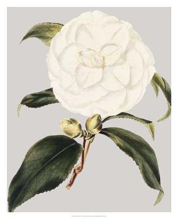 Camellia Japonica I by Vision Studio art print