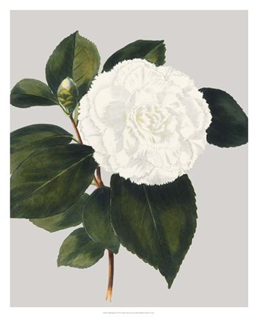 Camellia Japonica II by Vision Studio art print
