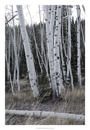 Pale Bark II by Danny Head art print