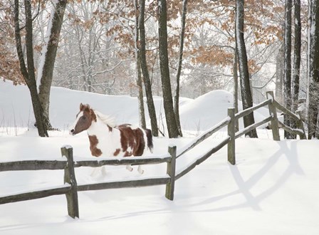 Athena in the Snow, Farmington Hills, Michigan 09 by Monte Nagler art print