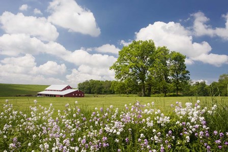 Flowers &amp; Farm, Holmes County, Ohio 10 by Monte Nagler art print