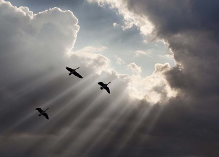 Flying on Sunbeams, Macinaw Island, Michigan 10 by Monte Nagler art print