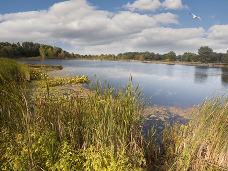 Hopkins Lake, Owosso, MI 10 by Monte Nagler art print