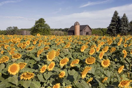 Sunflowers &amp; Barn, Owosso, MI 10 by Monte Nagler art print