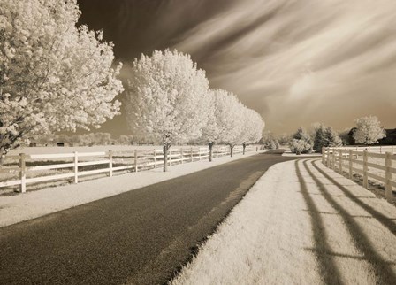 Trees &amp; Shadows, Shipshewana, Indiana 11 by Monte Nagler art print