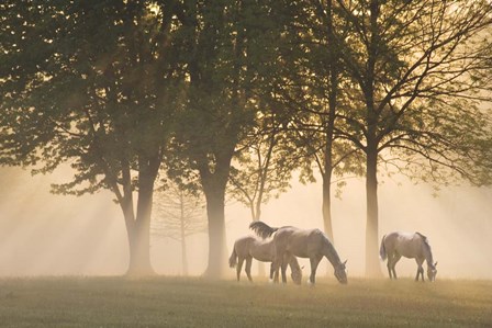 Horses in the mist by Monte Nagler art print