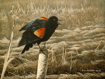 Red Winged Blackbird by Ron Parker art print