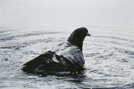 Rock Dove Bathing by Ron Parker art print