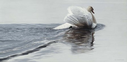 Gliding Swan by Ron Parker art print