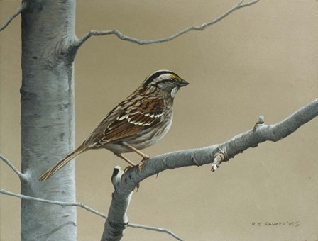 White Throat Sparrow by Ron Parker art print