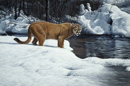 Waters Edge - Cougar by Ron Parker art print