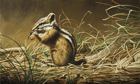 Chipmunk by Ron Parker art print