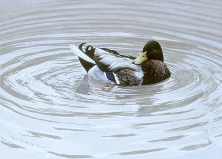 Preening by Ron Parker art print