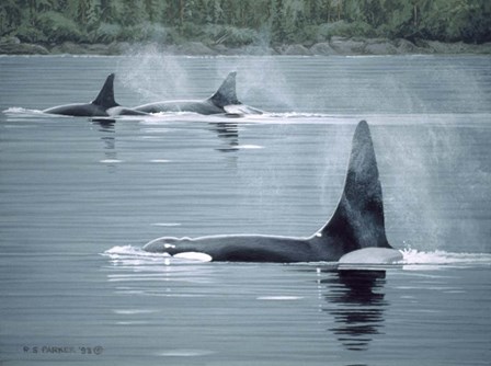 Orcas by Ron Parker art print