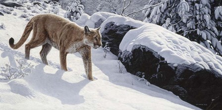 Soft Snow- Cougar by Ron Parker art print