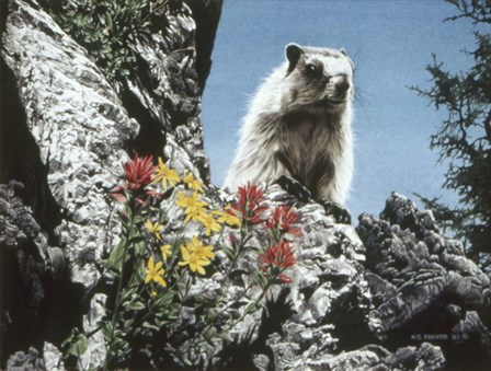 Young Marmot by Ron Parker art print