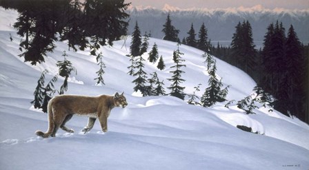 Cougar In Snow by Ron Parker art print