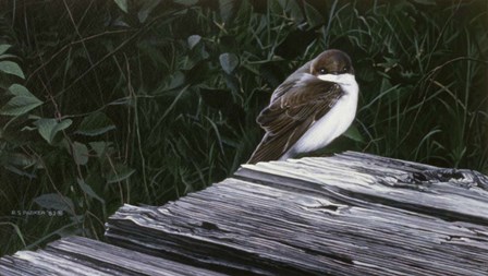 Tree Swallow by Ron Parker art print