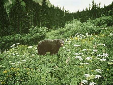 Old Man Of The Mountain- Black Bear by Ron Parker art print