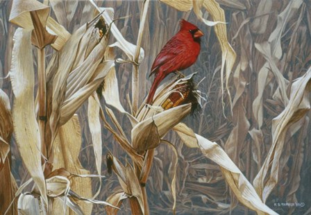 Autumn Cornfield - Cardinal by Ron Parker art print