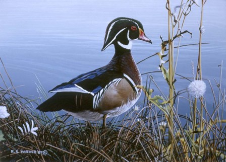 Duck At Waters Edge by Ron Parker art print