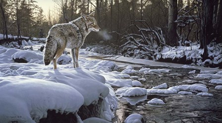 Winter Creek - Coyote by Ron Parker art print