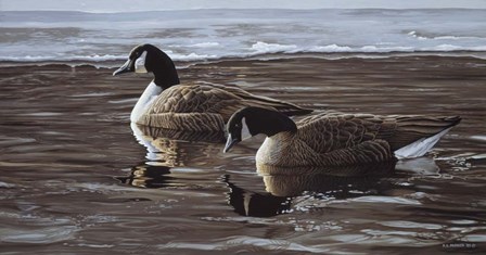 A Break In The Ice- Canada Geese by Ron Parker art print