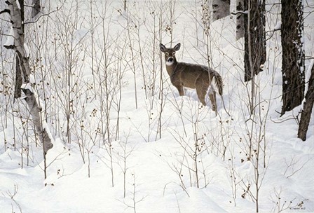 Deep Snow- Whitetail by Ron Parker art print