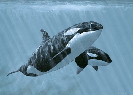 Mother And Son- Orcas by Ron Parker art print