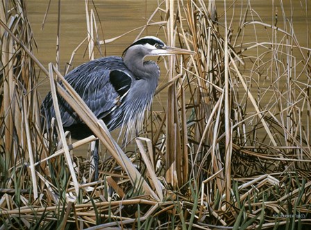Early Spring - Great Blue Heron by Ron Parker art print