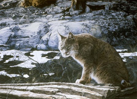 Bobcat by Ron Parker art print