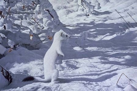 Winter Cloak - Ermine by Ron Parker art print