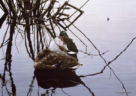 Still Water - Mallards by Ron Parker art print