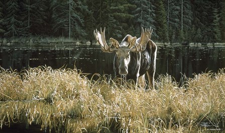 Autumn Foraging - Moose by Ron Parker art print