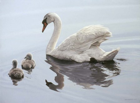 Mute Swan And Two Cygnets by Ron Parker art print