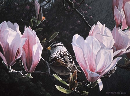 Sparrow In Magnolia by Ron Parker art print