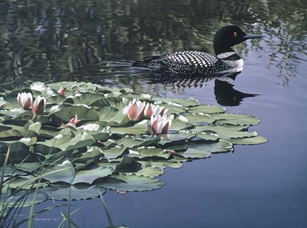 Loon And Lilies by Ron Parker art print