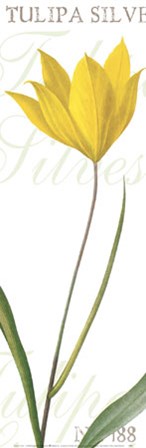 Tulipa Silvestris art print