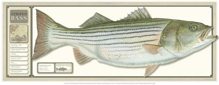 World Record Striped Bass art print