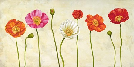 Coquelicots by Cynthia Ann art print