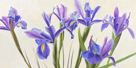 Iris by Elena Dolci art print