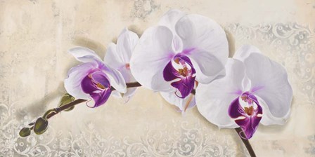 Royal Orchid by Elena Dolci art print